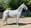 Caballo castrado Lipizzano En venta 2019 Tordo