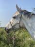 Caballo castrado Caballo de Silla En venta 2015 Tordo