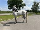 Caballo castrado Caballo de Silla En venta 2015 Tordo