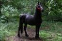 Caballo entero Arabo Frisón En venta 2020 Negro por Zabir