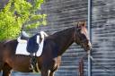 Caballo castrado KWPN Caballo de Deporte Neerlandés En venta 2018 Bayo moreno