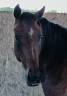 Caballo castrado Silla Francés En venta 2022 Bayo por COULEUR LATOUR