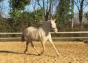 Yegua de ganadería Lusitano En venta 2009 Crema por Verdi Sc