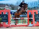 Yegua Silla Francés En venta 2016 Bayo moreno por NORMAN PRE NOIR