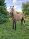 Caballo castrado Connemara En venta 2023 Tordo por ELWING DE VUZIT