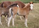 Potro Welsh Poni (Sección A) En venta 2025 Alazán tostado por IZ PERFECT DU KRYSTAL