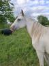 Potranca Appaloosa En venta 2023 Otra capa por Makee Cream Illusion