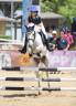 Caballo castrado Otra Raza de Poni En venta 2012 Tordo