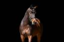 Yegua KWPN Caballo de Deporte Neerlandés En venta 2022 Bayo por Expression