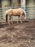Caballo castrado Quarter Horse En venta 2021 Palomino por Hh another hanka