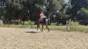 Caballo castrado Pura Sangre En venta 2014 Bayo moreno