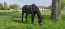 Caballo castrado Pura Sangre En venta 2014 Bayo moreno