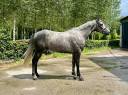 Caballo castrado Silla Francés En venta 2020 Tordo por Fahrenheit de vains