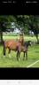 Yegua de ganadería Caballo de Silla En venta 2010 Bayo