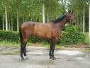 Caballo castrado Silla Francés En venta 2021 Bayo por Armitages Boy