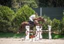 Caballo salto de obstáculos 