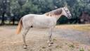 Caballo entero PRE Pura Raza Española En venta 2023 Tordo por FER BAGO