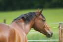 Caballo castrado Silla Francés En venta 2018 Bayo por Eldorado van de zeshoek