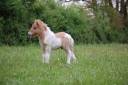 Potro Shetland En venta 2025 Pío por JACKPOT BRYARD