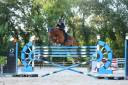 Caballo castrado Silla Francés En venta 2016 Bayo