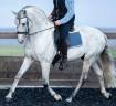 Caballo entero PRE Pura Raza Española En venta 2014 Tordo por REGANON-LP