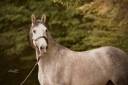 Caballo castrado PRE Pura Raza Española En venta 2021 Tordo