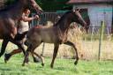 Potro KWPN Caballo de Deporte Neerlandés En venta 2025 Negro por GLAMDALE