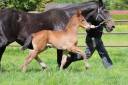 Potro KWPN Caballo de Deporte Neerlandés En venta 2025 Bayo por EMILIANO