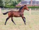 Potro KWPN Caballo de Deporte Neerlandés En venta 2025 Bayo por EMILIANO