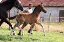 Potro KWPN Caballo de Deporte Neerlandés En venta 2025 Bayo por EMILIANO