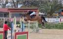 Yegua KWPN Caballo de Deporte Neerlandés En venta 2011 Bayo moreno por CANTURANO