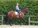Caballo castrado Lusitano En venta 2015 Bayo por Damasco