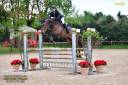 Caballo castrado Holsteiner En venta 2017 Bayo moreno por Van Gogh