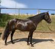 Caballo castrado PRE Pura Raza Española En venta 2021 Bayo moreno
