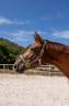 Caballo castrado Hannoveriano En venta 2018 Alazán