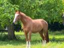 Caballo castrado Silla Francés En venta 2020 Alazán por QUABRI DE L'ISLE