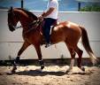 CABALLO ALAZAN CUATRALVO