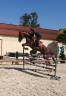 Caballo castrado Caballo de Deporte Suizo En venta 2018 Alazán tostado por DREAM BOY