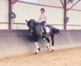 Caballo castrado Hannoveriano En venta 2016 Bayo moreno por DON FREDERICO