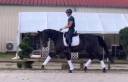 Caballo castrado Hannoveriano En venta 2021 Bayo moreno por Damaschino