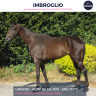 Caballo castrado AQPS En venta 2018 Bayo moreno por GREAT PRETENDEUR