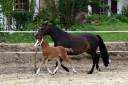 Potro PFS Poni Françés de Silla En venta 2024 Bayo por goldwyn d'embets