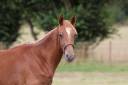 Caballo castrado Silla Francés En venta 2024 Alazán por El baronne 111