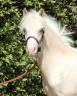 Potro Welsh Poni (Sección A) En venta 2024 Palomino por CANNENBURGH'S JAAP