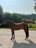 Yegua Welsh Part Bred En venta 2022 Bayo por No Records.