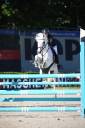Yegua PFS Poni Françés de Silla En venta 2012 Tordo por PEPS DOMAIN