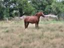 Caballo castrado PFS Poni Françés de Silla En venta 2023 Alazán por Jingle star kerveyer