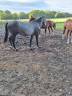 Caballo castrado BWP Caballo de Sangre Belga En venta 2023 Tordo por Colorit z 