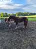 Caballo castrado Caballo de Sangre En venta 2023 Alazán por EMERALD