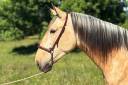 Caballo castrado PRE Pura Raza Española En venta 2022 Isabelo